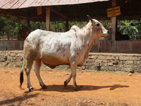 गाय की नस्ल से कुछ दिनों में बनें करोड़पति, रोजाना देती है 30 से 70 लीटर दूध