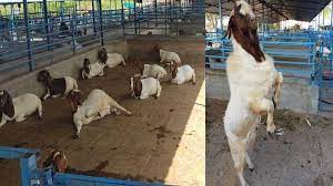 बकरी पालन को बढ़ावा देने के लिए सरकार की पहल: लोन पर सब्सिडी